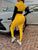Two-Tone Collared Neck Top and Joggers Set